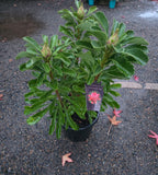 Telopea Waratah Enchanted Red