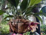 Stanhopea Vanilla Orchid Upside Down Orchid