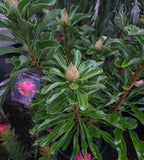 Telopea Waratah Enchanted Red