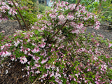 Kolkwitzia amabilis Pink Cloud