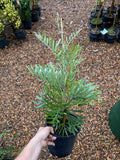Grevillea Sandra Gordon