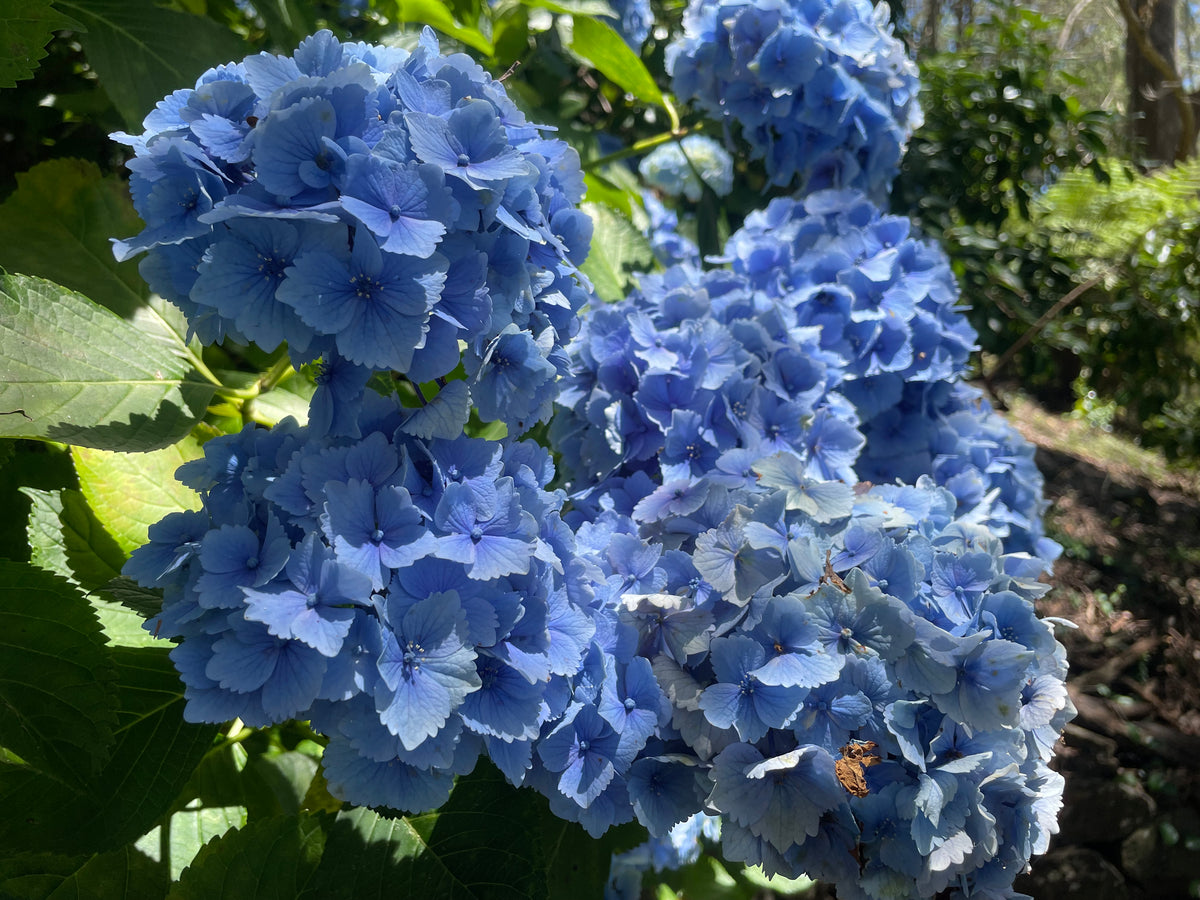 Hydrangea Homigo - growing - coming soon! – Mother Earth Nursery