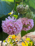Dombeya wallichii Tropical Hydrangea Tree or Pink Ball Tree