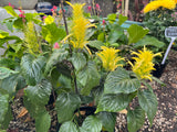 Schaueria flavicoma Golden Plume Flower (Dwarf Gold Flower Form) - Growing - Ready February 2025