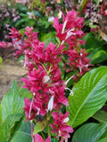 Megaskepasma Brazilian Red Cloak
