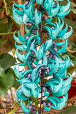 Strongylodon macrobotrys Jade Vine