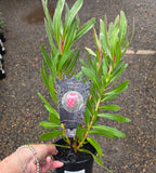 Protea Pink Ice