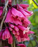 Tecomanthe dendrophila New Guinea Trumpet Vine
