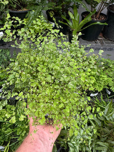 Adiantum variegatum Variegated Maidenhair Fern