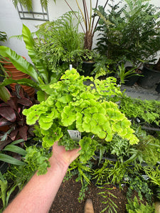 Adiantum Maidenhair Fern Lady Moxham