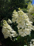Hydrangea paniculata Floribunda
