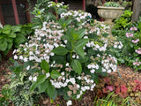 Hydrangea macrophylla Hanabi - growing - coming soon!