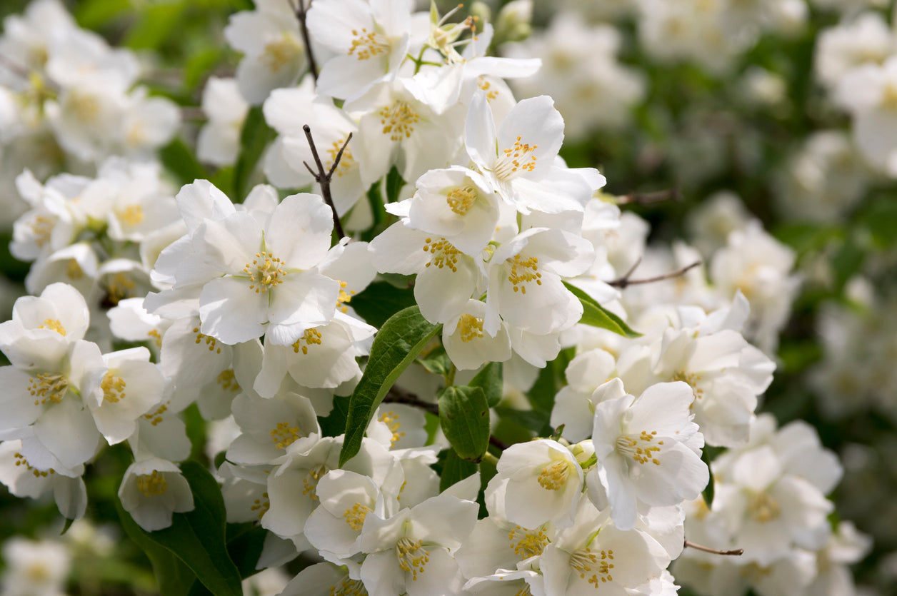 Philadelphus mexicanus Mexican Mock Orange – Mother Earth Nursery