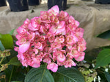 Hydrangea macrophylla Coral Mist