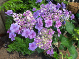 Hydrangea Komachi
