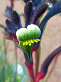 Kangaroo Paw Celebrations® Jazz PBR 140mm pot