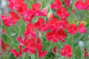 Sweet Pea Air Warden