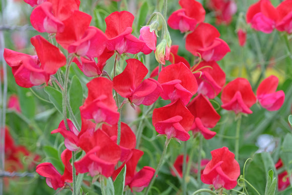 Sweet Pea Air Warden