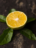 Citrus Persian Sweet Lime Limu Shirin 