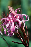 Crinum Wine Time