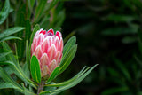 Protea Pink Ice