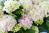 Hydrangea Magical Revolution
