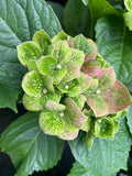 Hydrangea Green Mantle