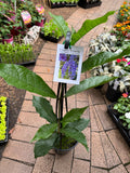 Petrea volubilis Tropical Wisteria Evergreen Wisteria Sandpaper Vine Purple Wreath