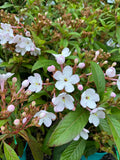 Luculia pinceana White Frills