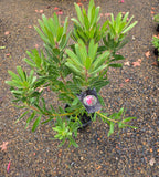 Protea Pink Ice