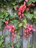 Passiflora racemosa Coral Flame Ornamental Flowering Passionfruit