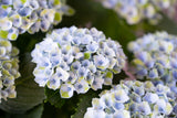 Hydrangea Magical Revolution