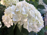 Hydrangea macrophylla Madame Emile Mouillere