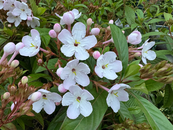 Luculia pinceana White Frills