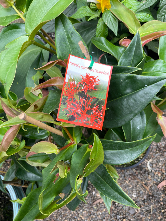 Medinilla scortechenii Orange Coral - Growing