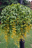Petraeovitex bambusetorum Nong Nooch Vine - growing - pre-order in store for December 26