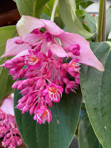 Medinilla magnifica Magnificent Chandalier Plant