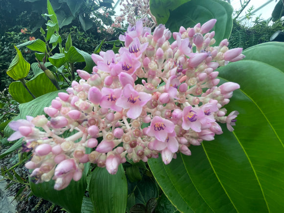 Medinilla purpurea Purple Pearl Chandelier Plant - Growing - Pre Order in Store