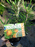 Dryandra