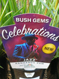 Kangaroo Paw Celebrations® Jazz PBR 140mm pot