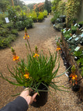 Bulbine frutescens Burn Jelly Plant - Avera Orange