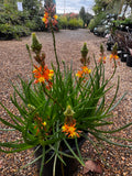 Bulbine frutescens Burn Jelly Plant - Avera Orange