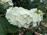 Hydrangea quercifolia Oak Leaf Hydrangea