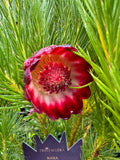 Protea nana Mountain Rose Protea