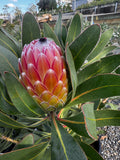 Protea Susara