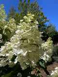 Hydrangea paniculata Floribunda