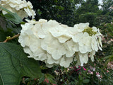 Hydrangea quercifolia Oak Leaf Hydrangea