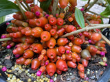 Medinilla basaltorum Comoros Island Medinilla - Limited numbers