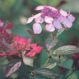 Hydrangea serrata Grayswood