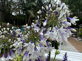 Agapanthus Fireworks